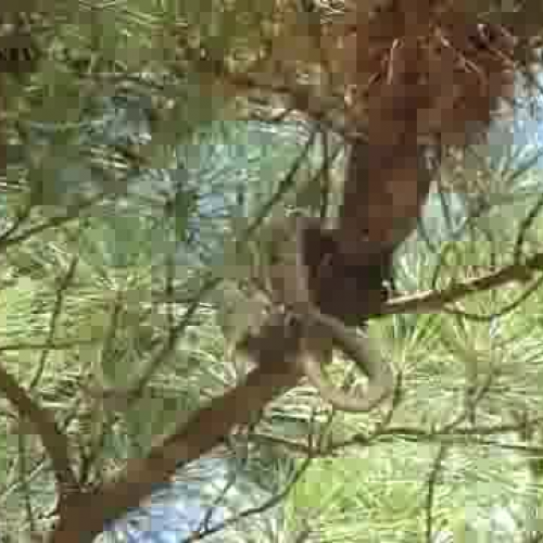 Grey Rat Snake In Action