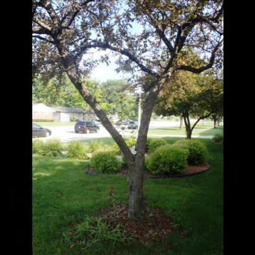 Polar Bear's Busy Day