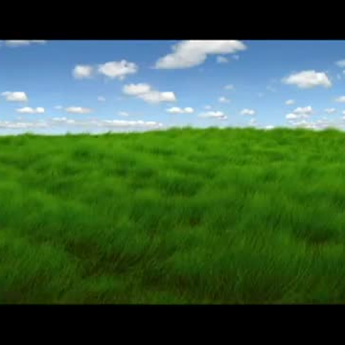 Queen Anne's Lace - Philip