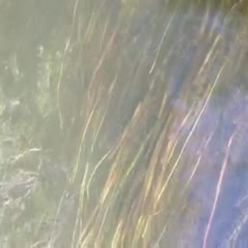 Wild Celery 9/1/2011