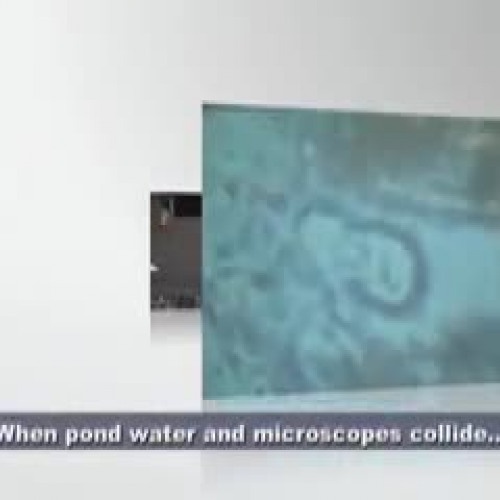 Pond Water Critter Cell Division