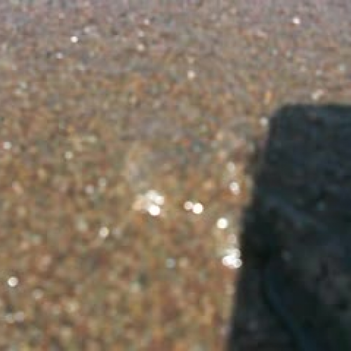 Burrowing Sand Crabs