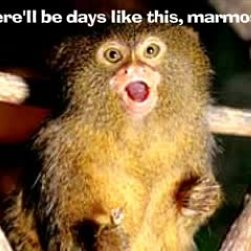 Marmoset Song