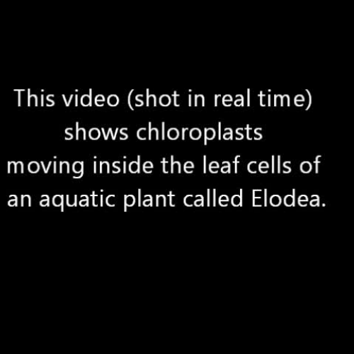 Cytoplasmic streaming