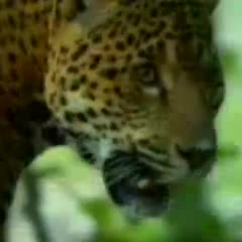 Animals in Extremes (Discovery Channel)
