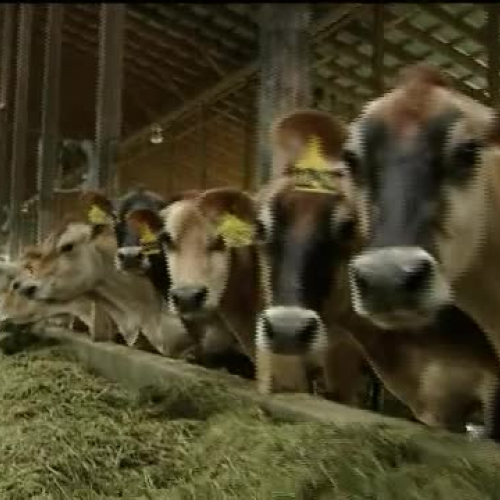 Meet an Ohio Dairy Farmer