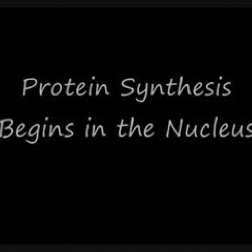 protein sysntheisi