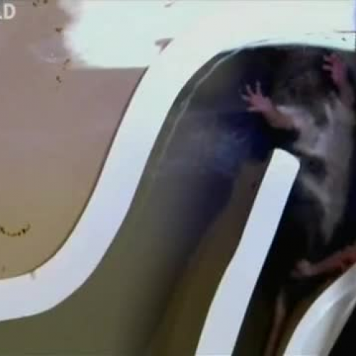 Rat Entering Toilet