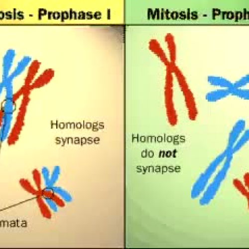 Comparision of Mitosis and Meiosis