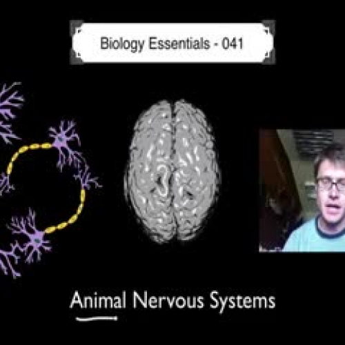 The Nervous System