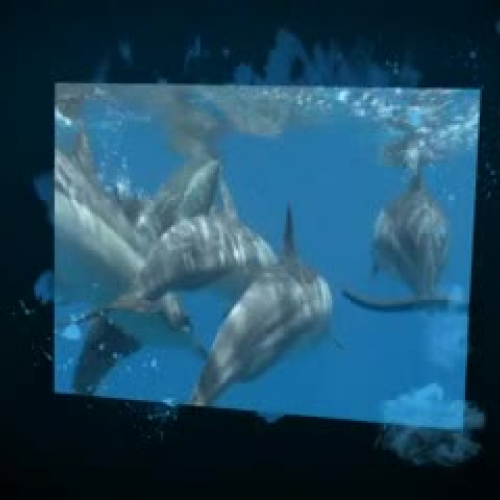 Island of the Blue Dolphin Book Trailer