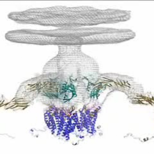Model of How HIV Latches on to Immune Cell Receptors