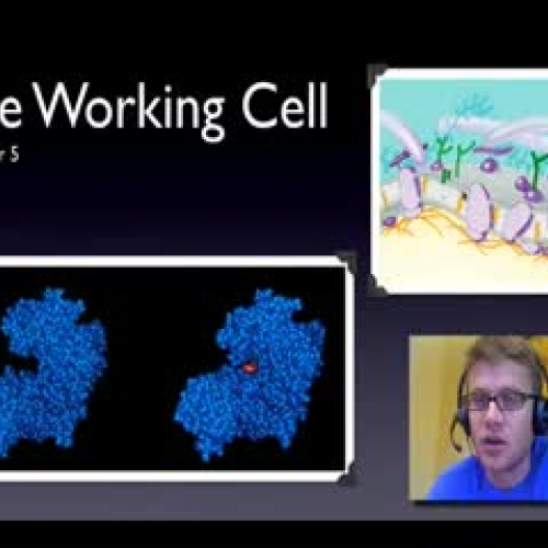 Enzymes - Bozeman Biology