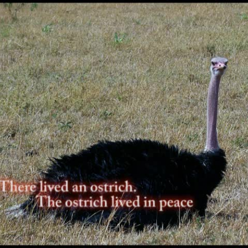 Ostrich war