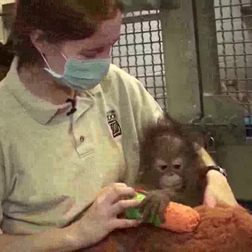 Aurora the Orangutan Receiving 24-hour Care