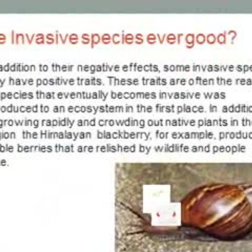 Florida Invasive Species