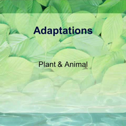 Adaptations