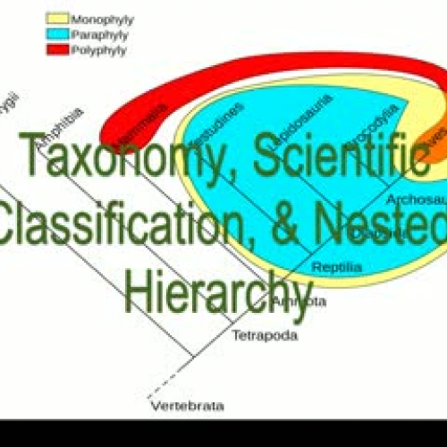 Taxonomy, Scientific Classification, &amp; Ne