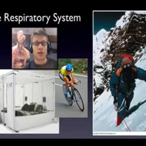 Respiratory System - Bozeman Biology