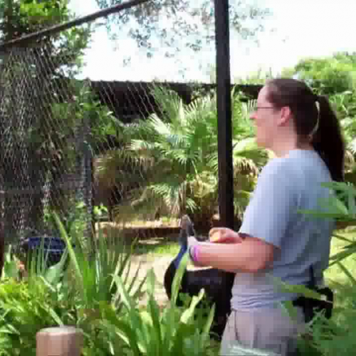 Cassowary/Keeper Eating Contest at the Housto