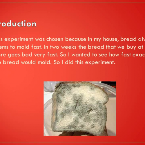 The Effect of How Much Bread Molds on Where t