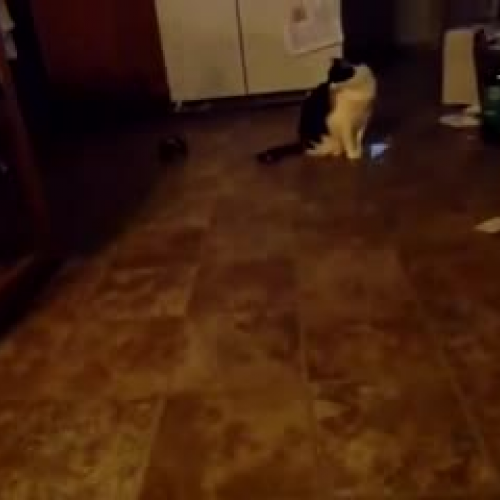 Motorized Car_Ashton