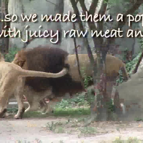 Lions Eat Meat Popsicles!