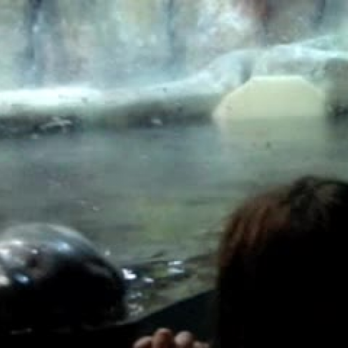 Sea Otter at Play