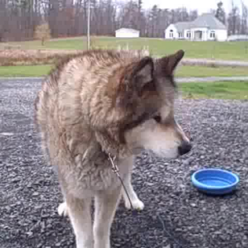 Kody Bear from Puppy to Adult: Subtraction 