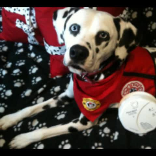 Siren the Fire Safety Dog says Time to Test S