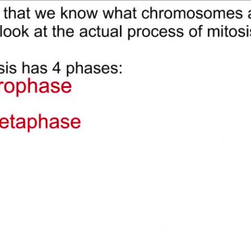 Honors Mitosis Lecture 2