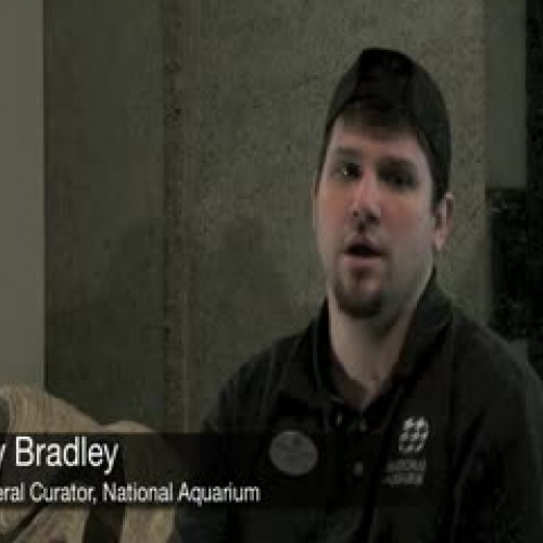 Working at the National Aquarium