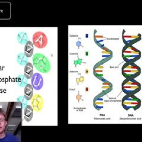 DNA and RNA Part 2 - Bozeman Biology