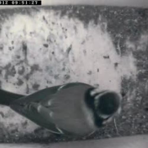 Bird box 201202 0951