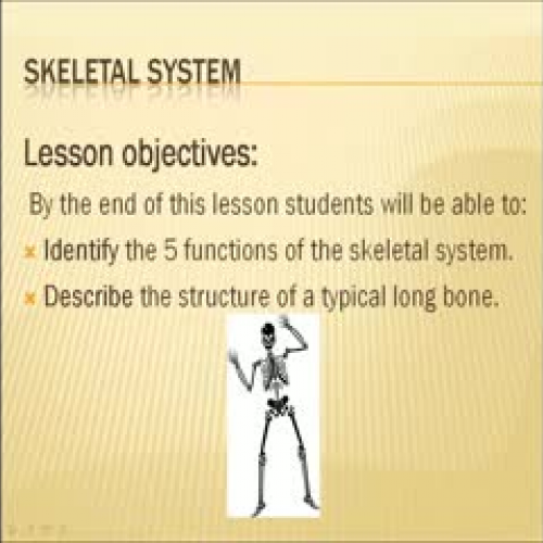 Skeletal System Functions