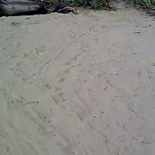 The Elephant Seals-JC