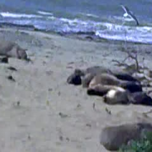 Elephant seals at Ano Nuevo-JH