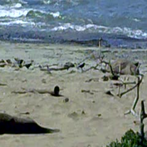 Elephant seals at Ano Nuevo-EE