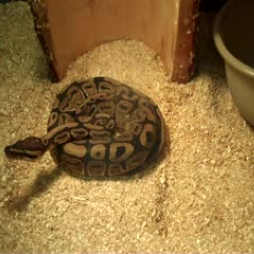 Ball Python