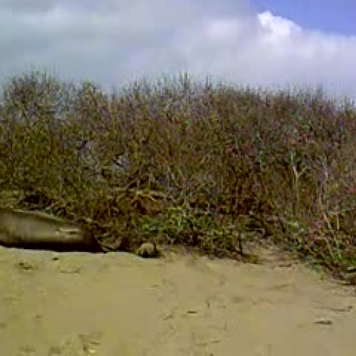 Elephant seal-JD
