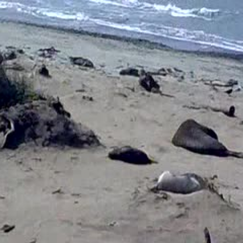 Ano Nuevo State Park-VC