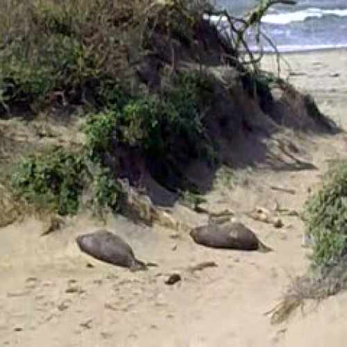 Elephant Seals-ML