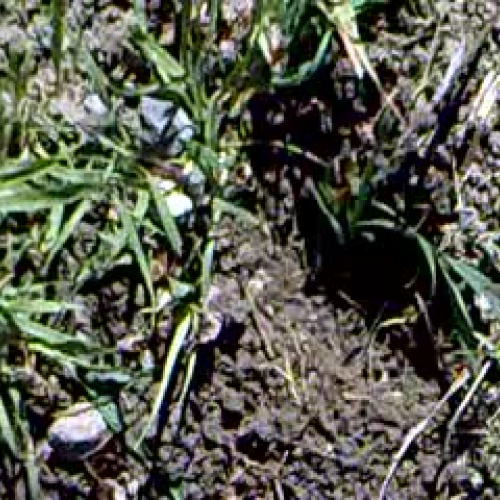 Gopher animal habitat-ML