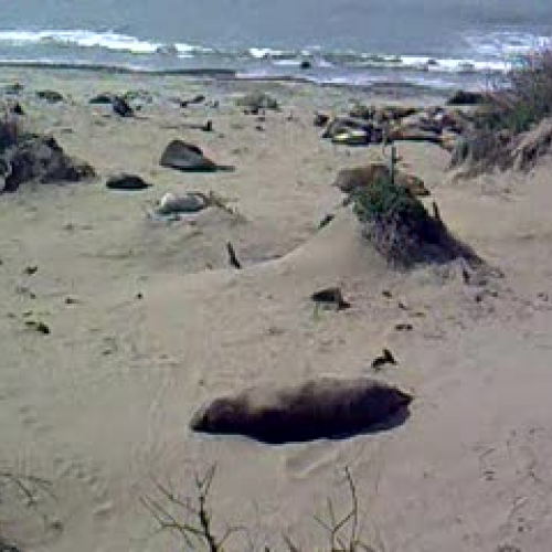 Elephant seal evidence-CC