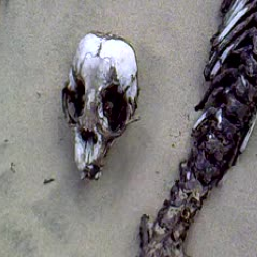 Baby Weaner Bones - CM&amp;JZ