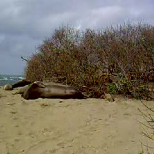 Elephant Seal Pups-JZ &amp; CM