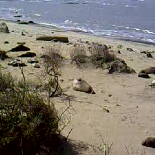 elephant seal evidence-DB