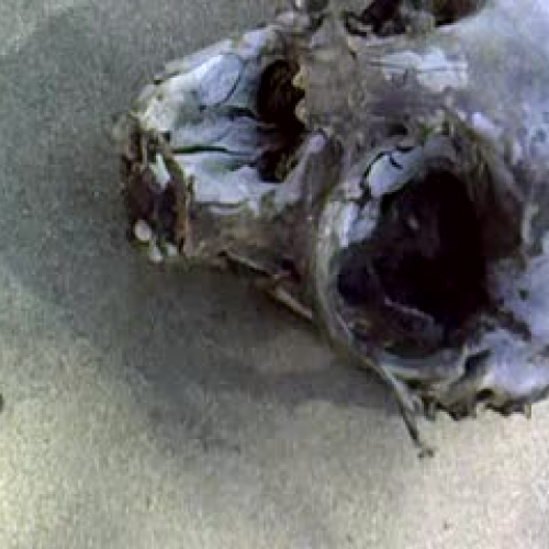 Awesome Elephent Seal Video