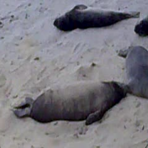 Small Ano Nuevo Beach-SD