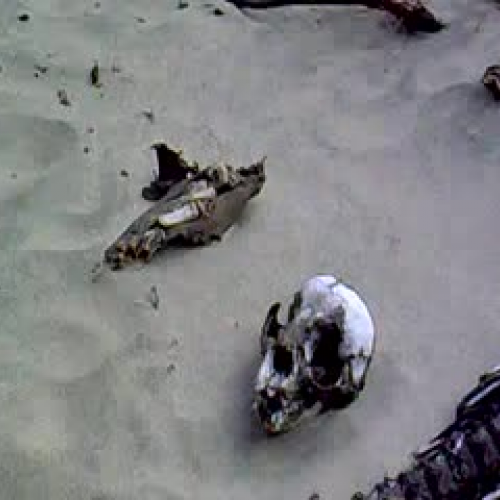 skeleton of elephant seal pup-PB